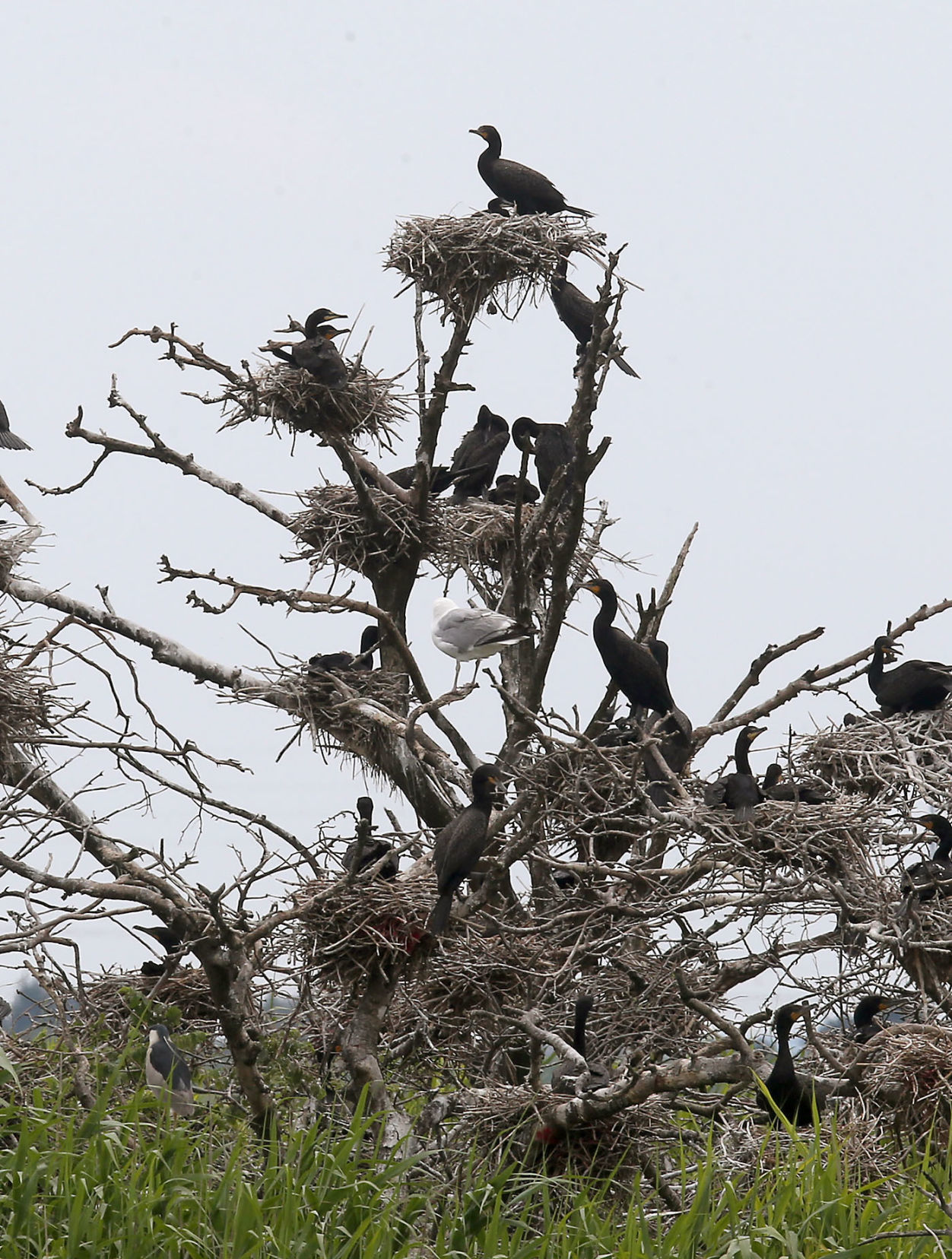 Cormorants Nesting